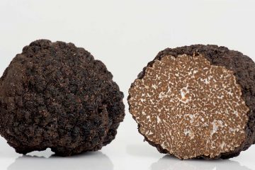 Variété de truffes noires d'été fraîches d'Italie