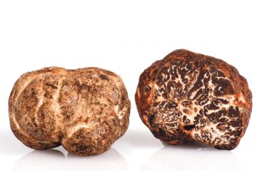 Italian fresh white truffle variety