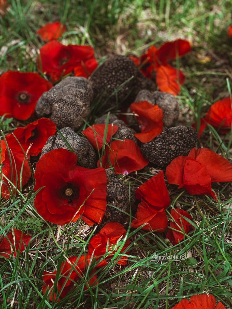 truffle tuber