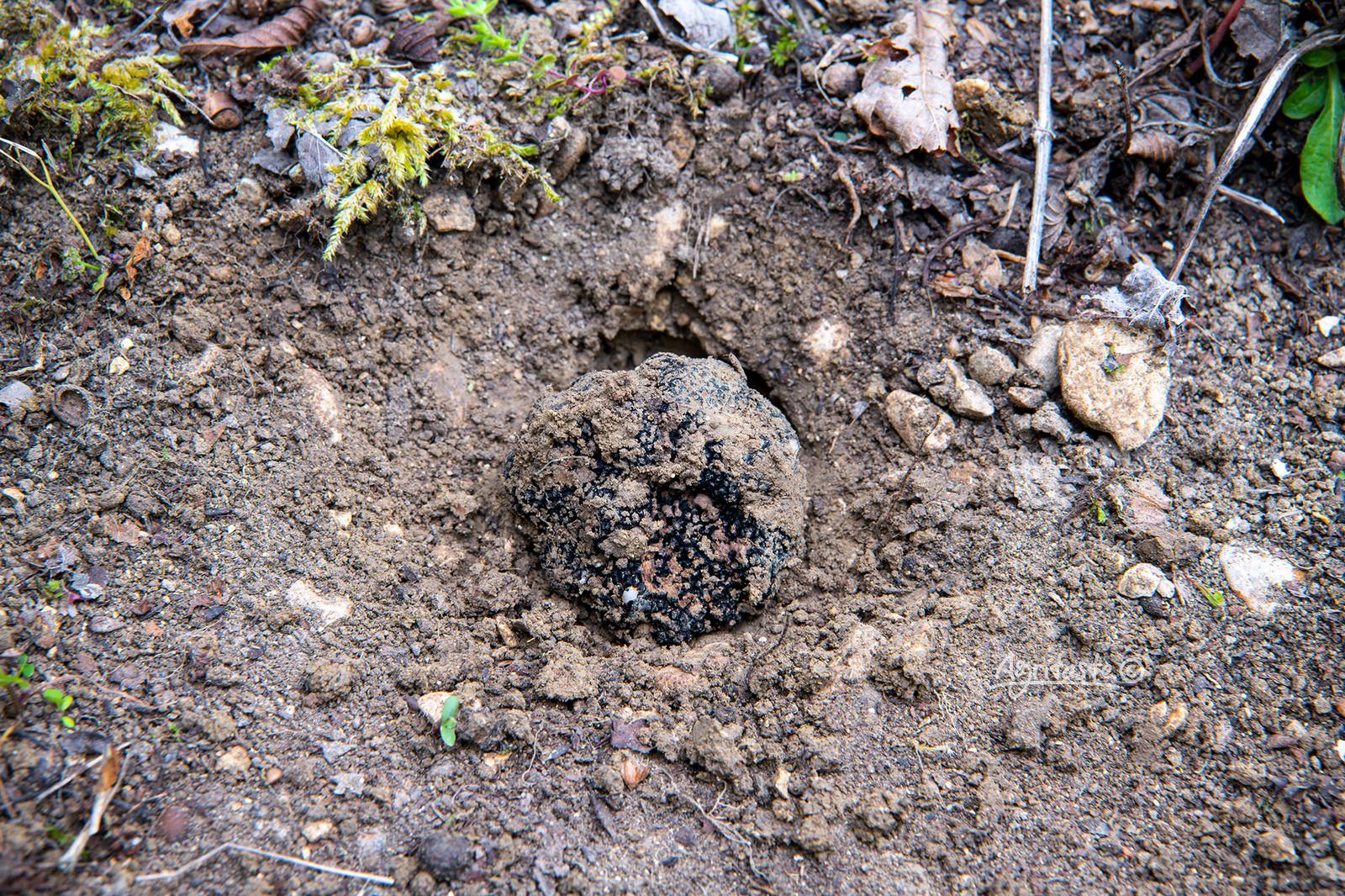 the spore truffles