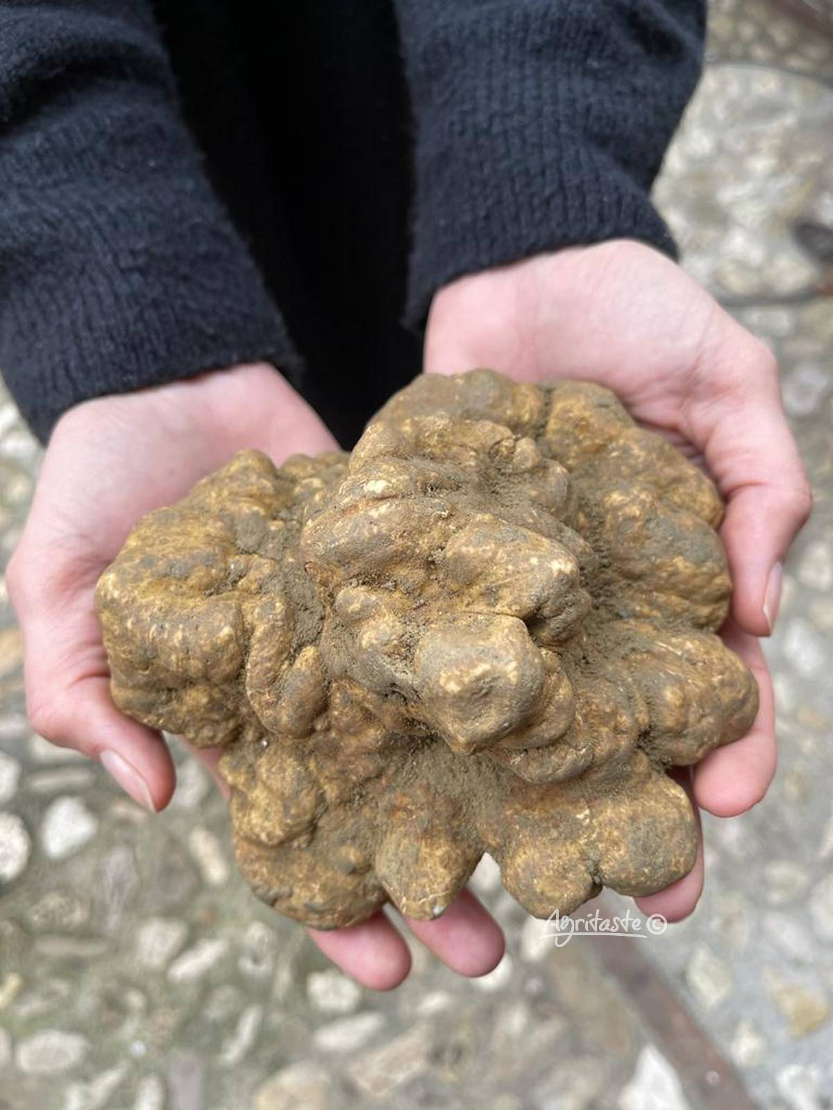 white truffle price per kg