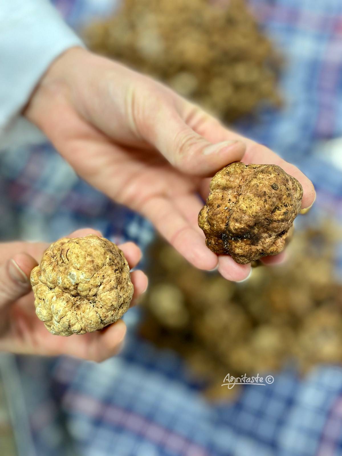 white truffle size