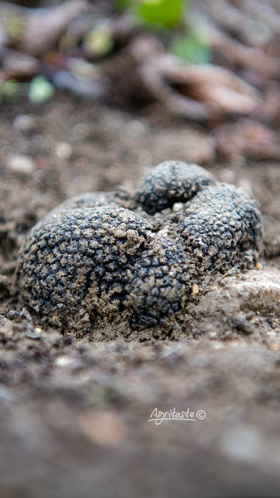 truffle online