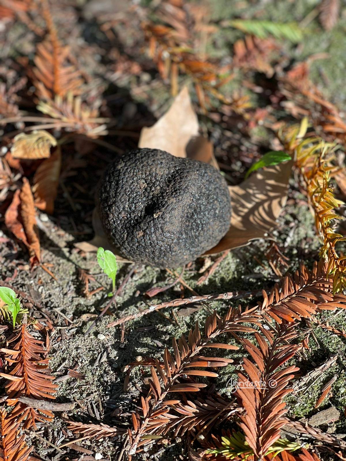 Umbrian truffle