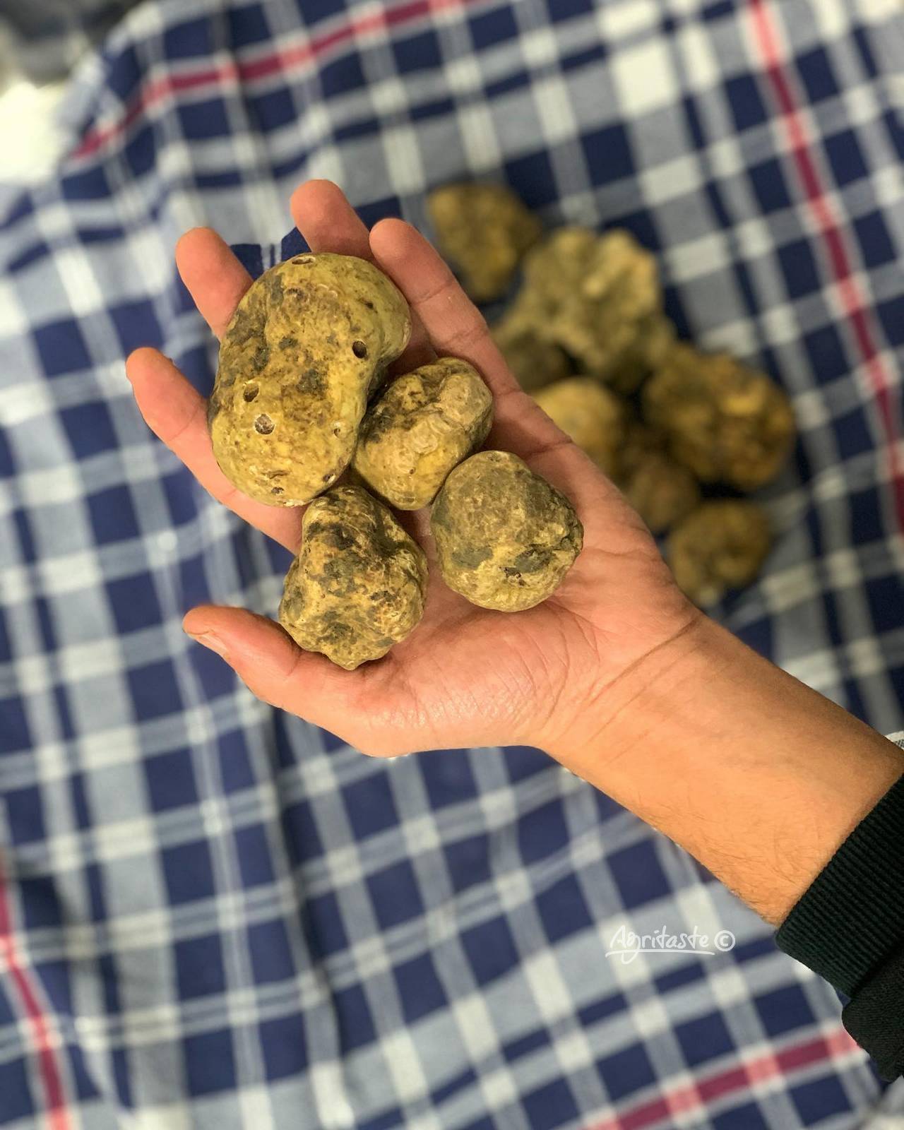 truffle online sale