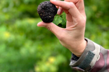 Il tartufo nel bosco