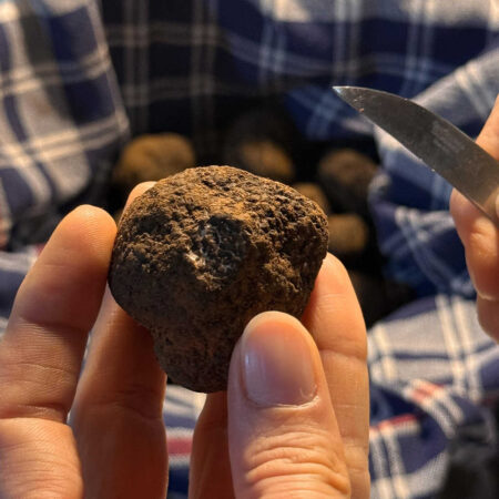 anali maturazione tartufo